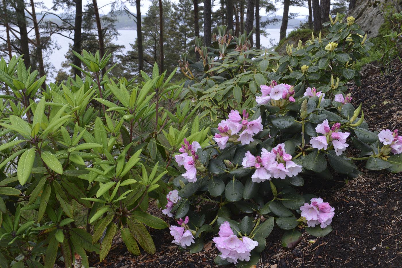 Frodige rhododendronplantar i furuskogen. 