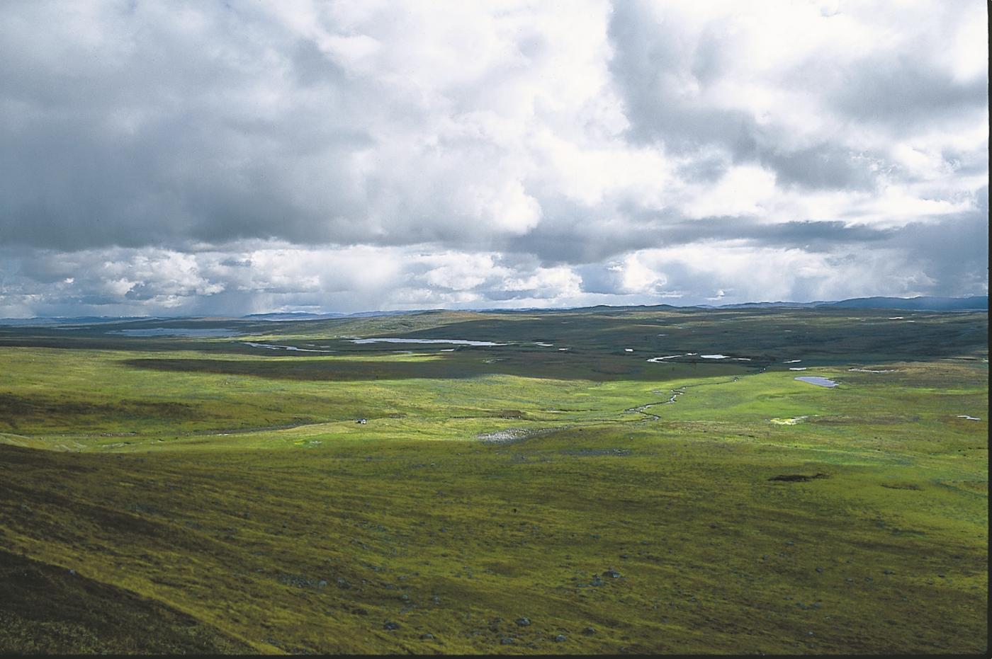 Langavassmyrane mot Langavatn