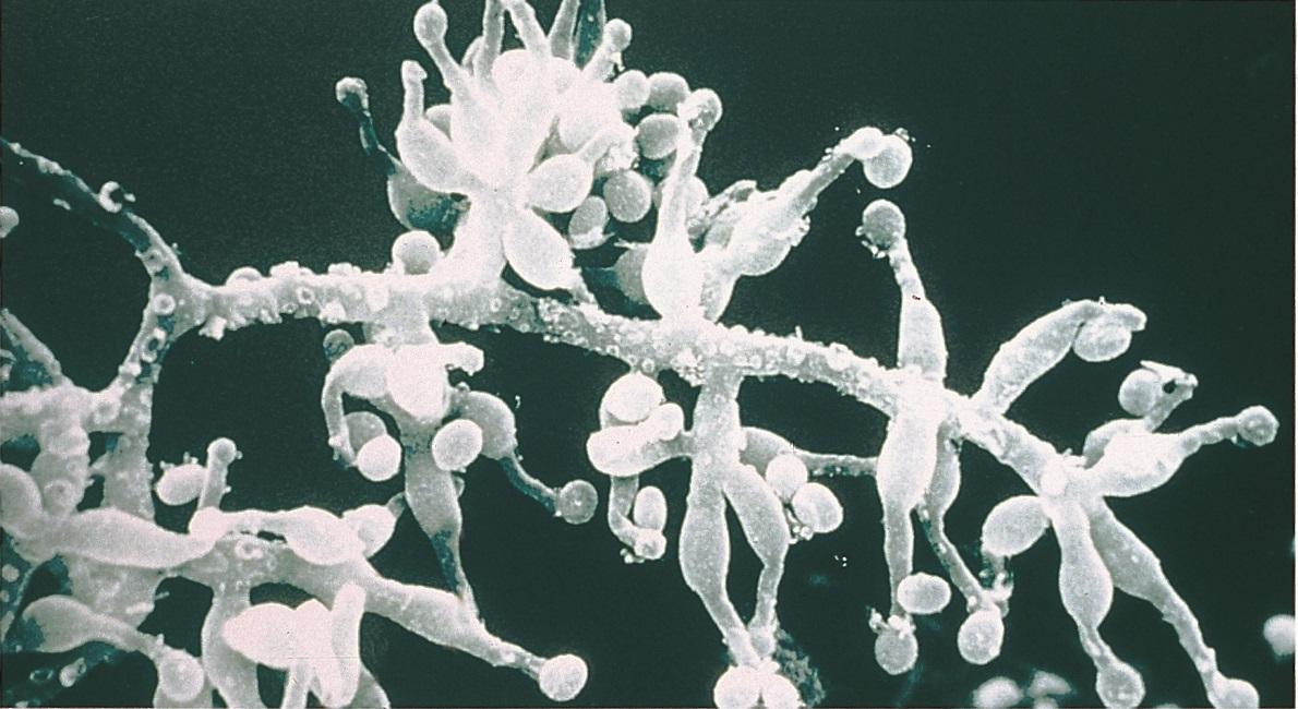 Elektronmikrofoto av syklosporinsoppen Tolypocladium inflatum, forstørra 500 gonger