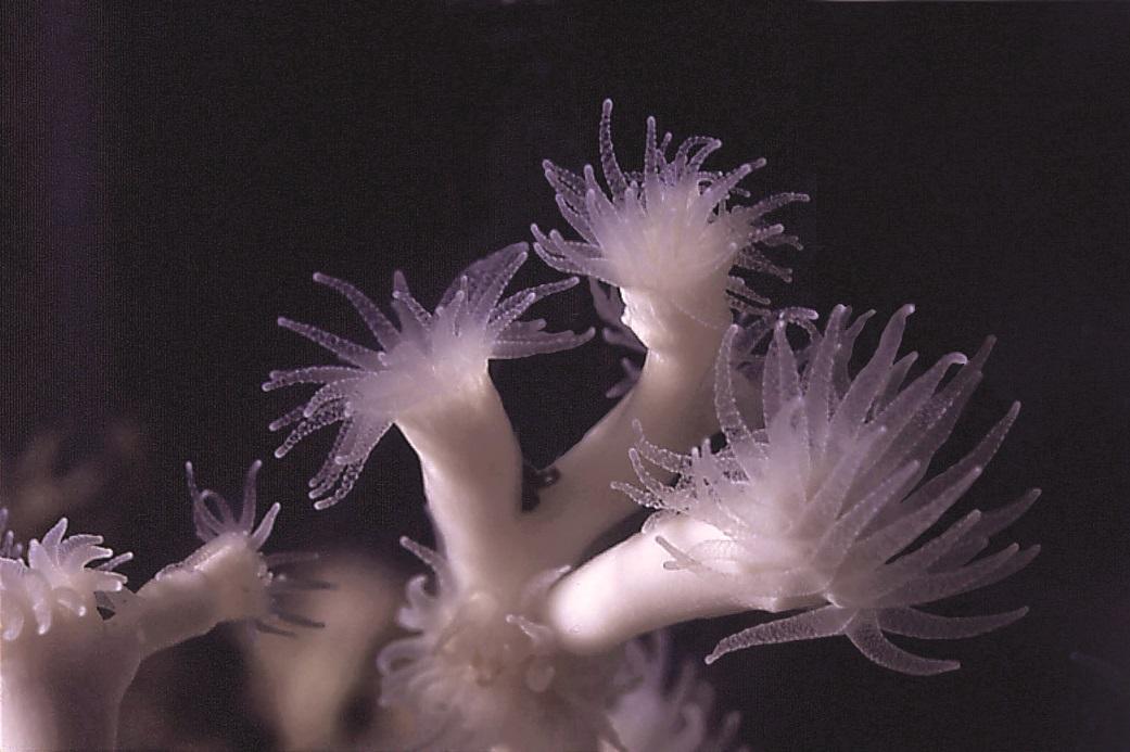 Lophelia pertusa 