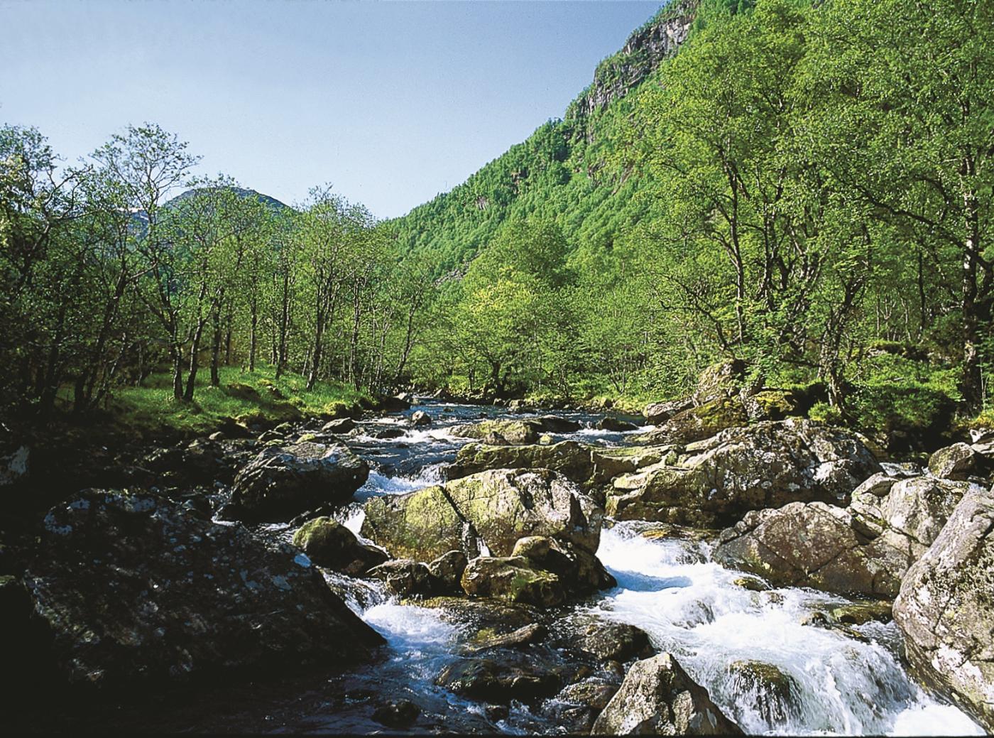 Gråorskog og bjørkeskog langs elva ovanfor Tveddal