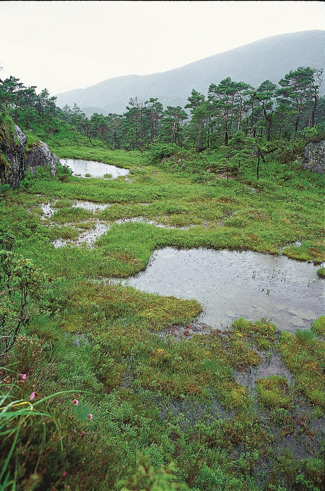 Landskap i Geitaknottane naturreservat 