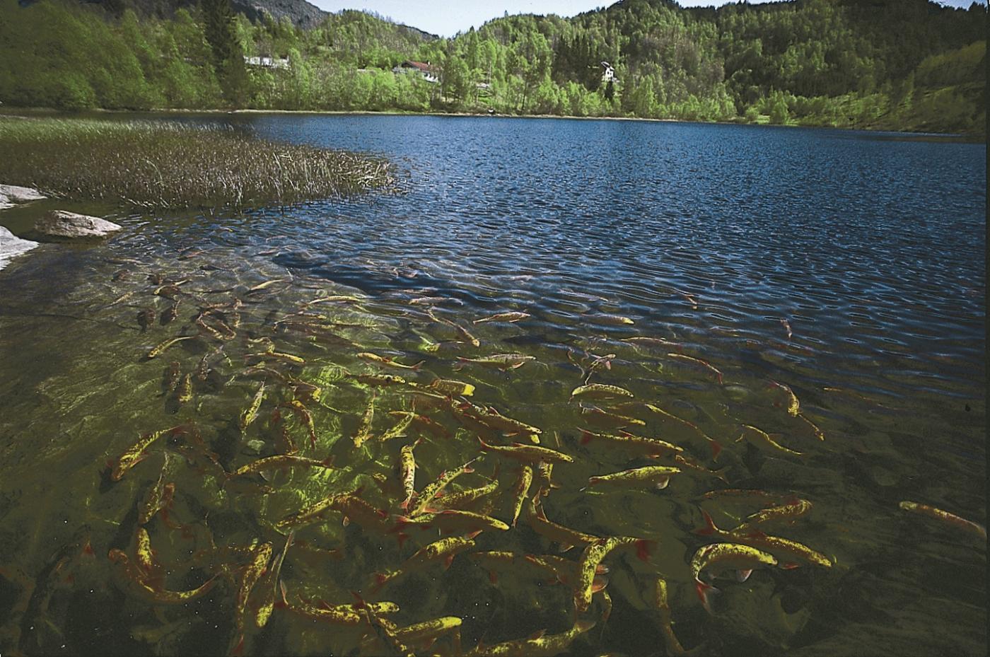 Skårsvatnet