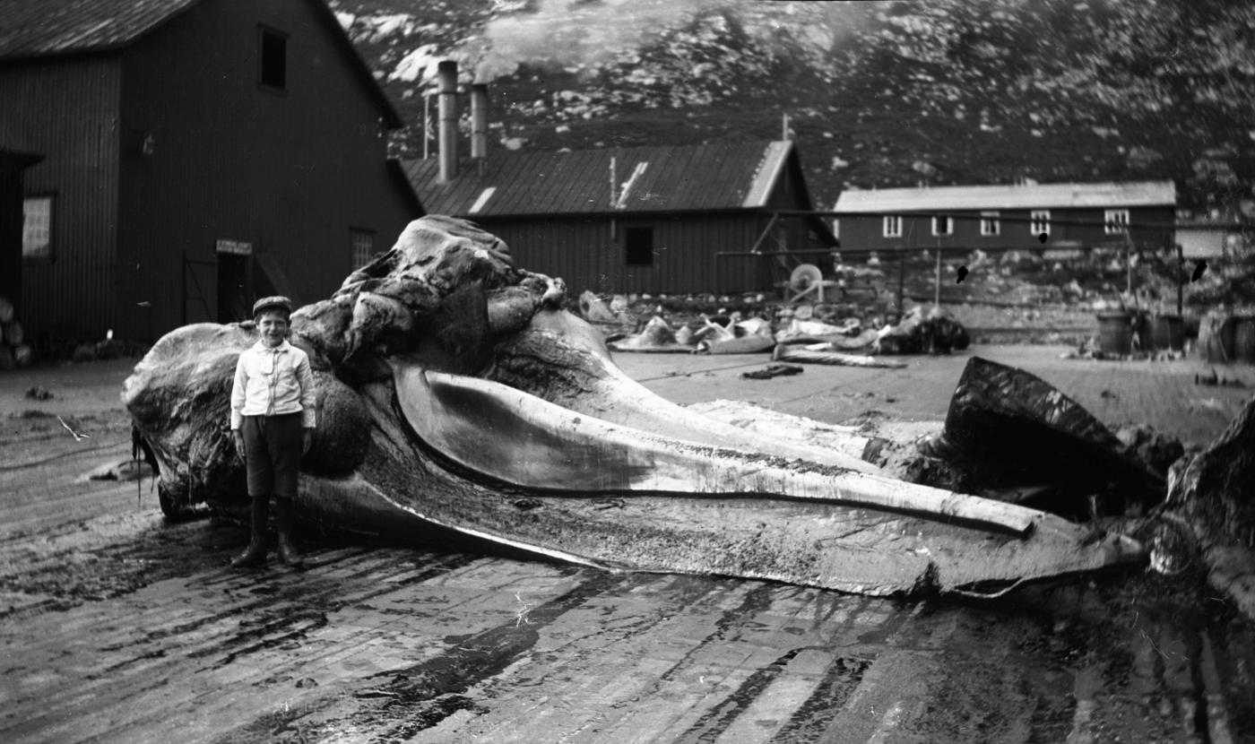 Kvalstasjon i Vågane. Staten bygde og dreiv kvalstasjon i Vågane, Bremanger, i åra 1918-1919. Her er eit drusteleg stykke råstoff til vidare «behandling» til sluttprodukta; feitt, olje, beinmjøl, guano.