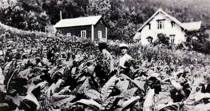 Tobakksdyrking på Sørheim i Luster. Denne eksotiske planta vaks godt i det drivande klimaet langs Lustrafjorden og kring 1900 var kommunen 'tobakkssenteret' i Norge (SFFf-100057.111086).