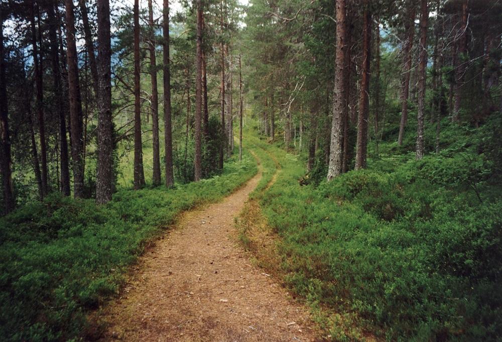 Slik ser den gamle postvegen gjennom Markane ut i dag. 

 