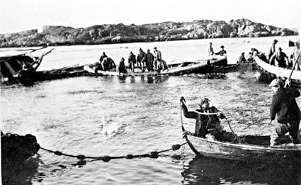 Sildeopptak ved Nautøy vinteren 1928/29. Båtar for årar og motor ligg i ein ring og held på kastet. Silda rimmar dei inn i rogavlen. Det er notlaget til Oluf Trovåg frå Solund som haustar av havets sølv. Mannskapet er frå Gulen, Hyllestad og Solund.