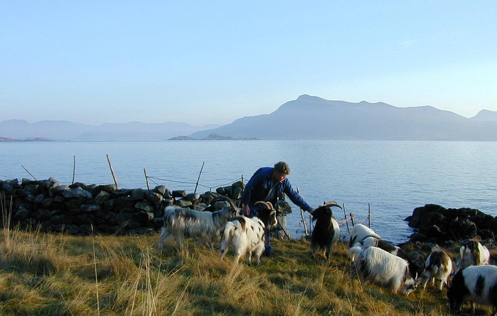 Havet, mannen og geitene. Helge Borgund med kystgeiteflokken sin i Borgundvåg på Stadlandet. Både geiter og mann står i ein lang og ubroten tradisjon med kystgeitehald.

