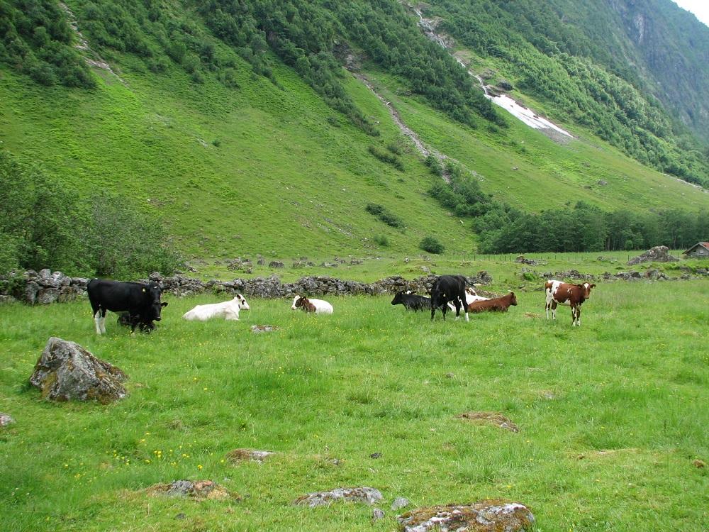 Heimastølen i Supphelledalen 2006. Det gamle stølsområdet er beitemark for ein flokk kviger. I bakgrunnen til høgre syner eit innhegna stykke dyrka mark. Staden er rasfarleg om vinteren. 