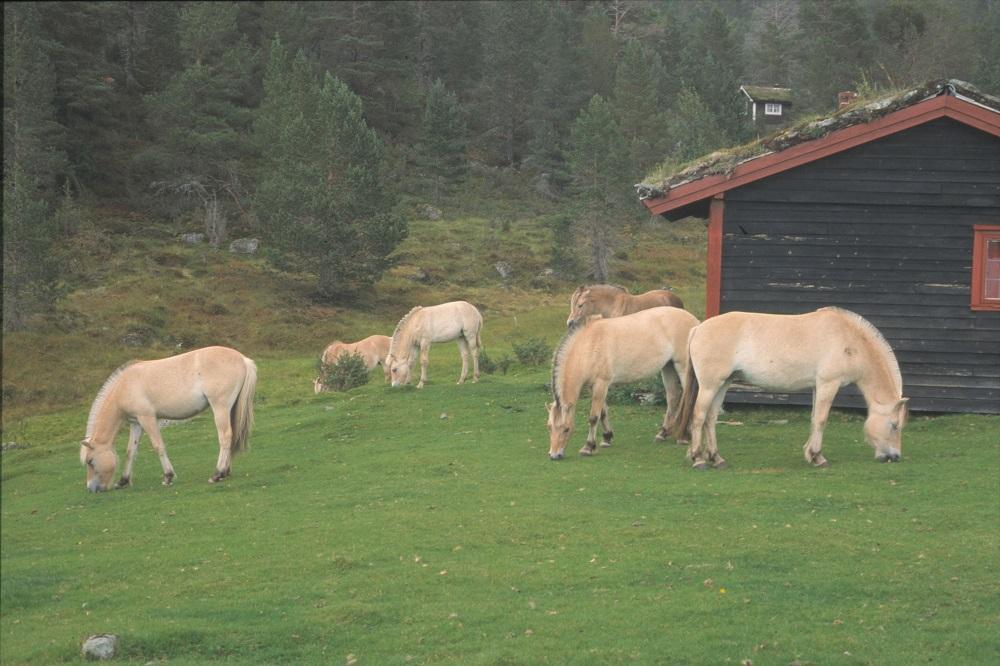 Fjordhestar på godt sommarbeite på Eidestøylen.