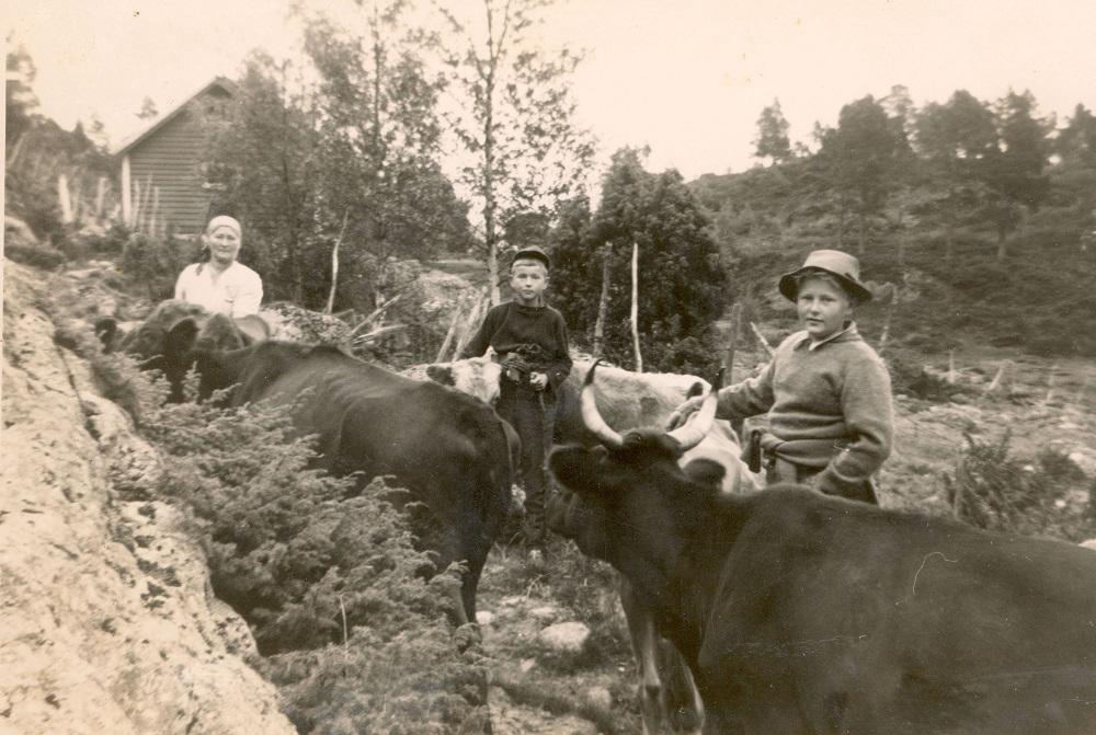 Kyr og røktarar på stølen. Røktarane er Elisabet, Per Lyder og Erik Holme.