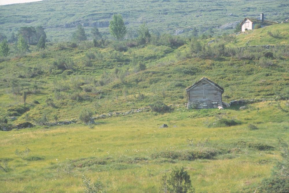 Fjøsane låg stort sett i garden rundt kvia.