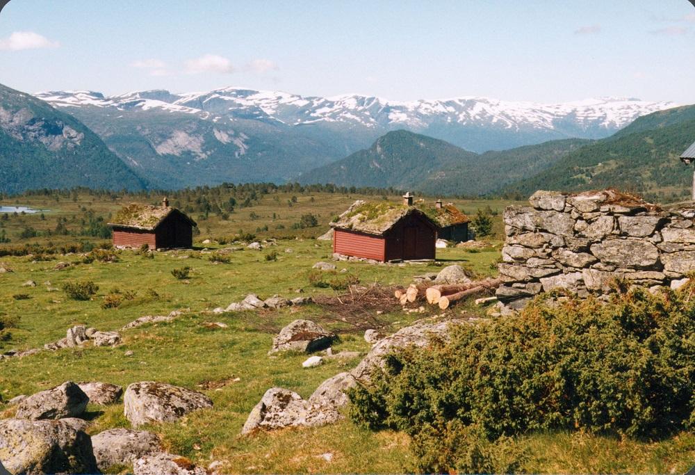 Sårheimstølen med stølskvie og sel. Utsikt mot fjellheimen.