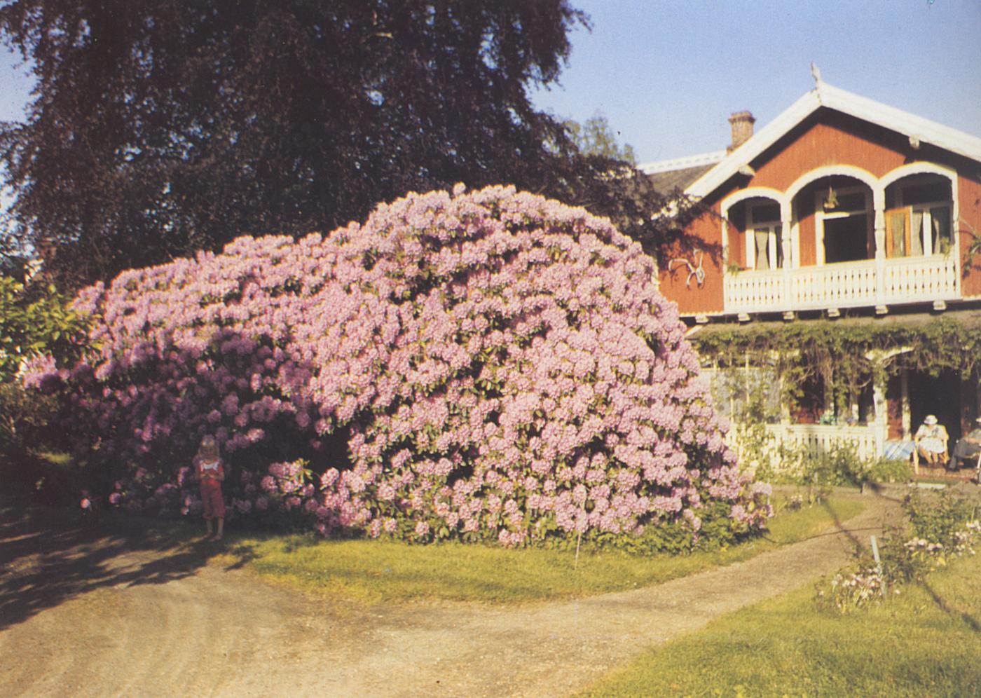 Bilete av Nordlandsheim sett frå riksvegen med den store og vakre rododendronen som veks ovanfor huset.
