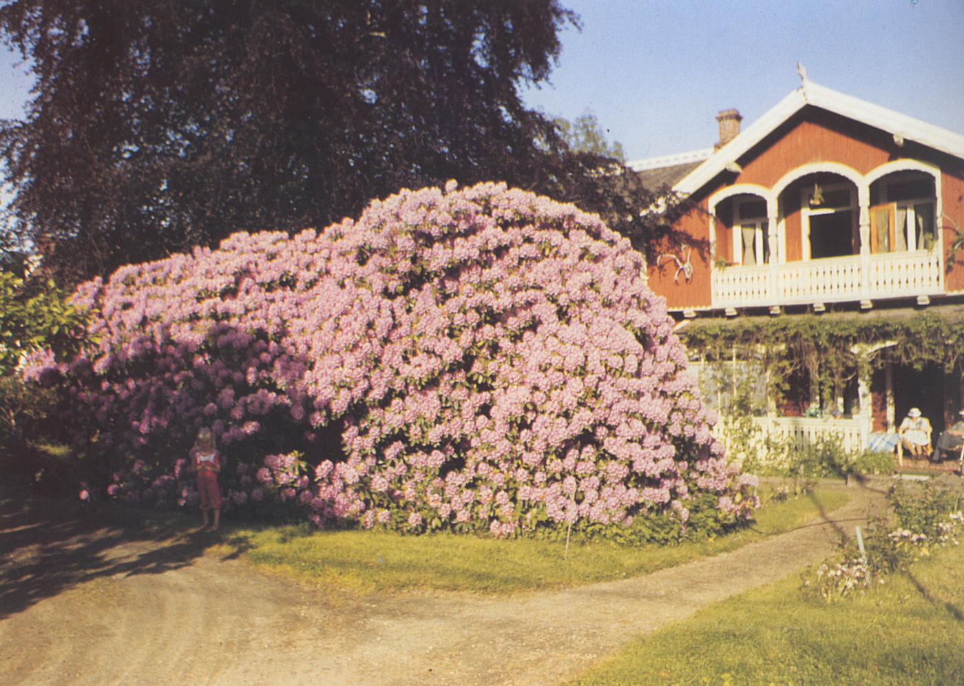 Bilete av Nordlandsheim sett frå riksvegen med den store og vakre rododendronen som veks ovanfor huset.
