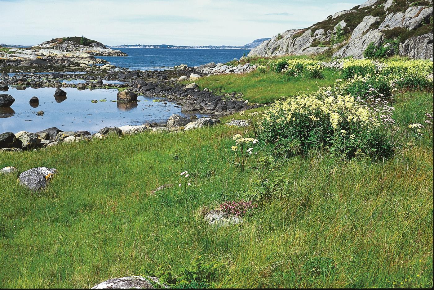 Strandvegetasjon aust for Vardetangen i Austrheim