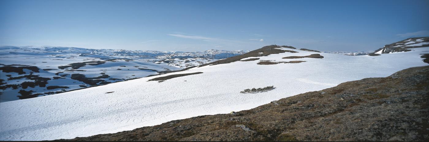 Villrein i fjella på vestsida av Vikafjellsvegen, nær fylkesgrensa