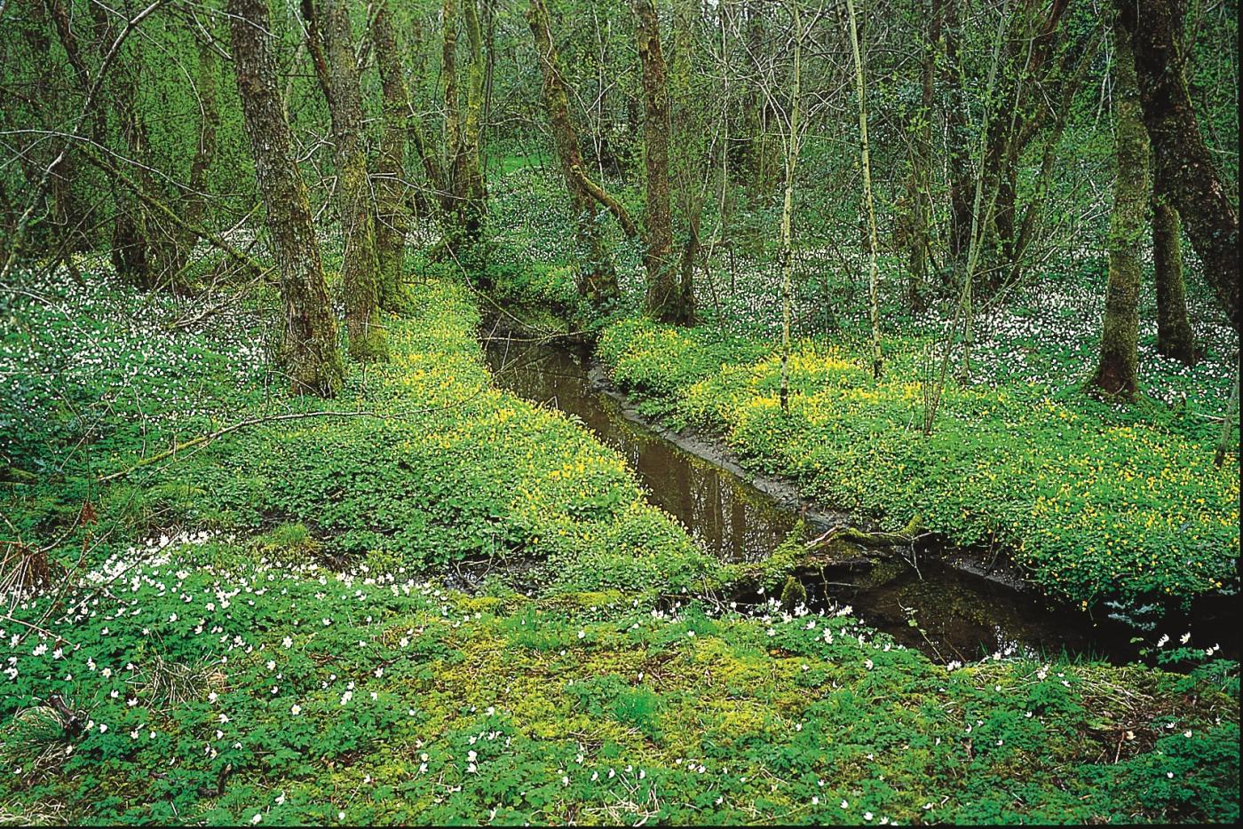 Vår i svartorskogen i Hystadmarkjo