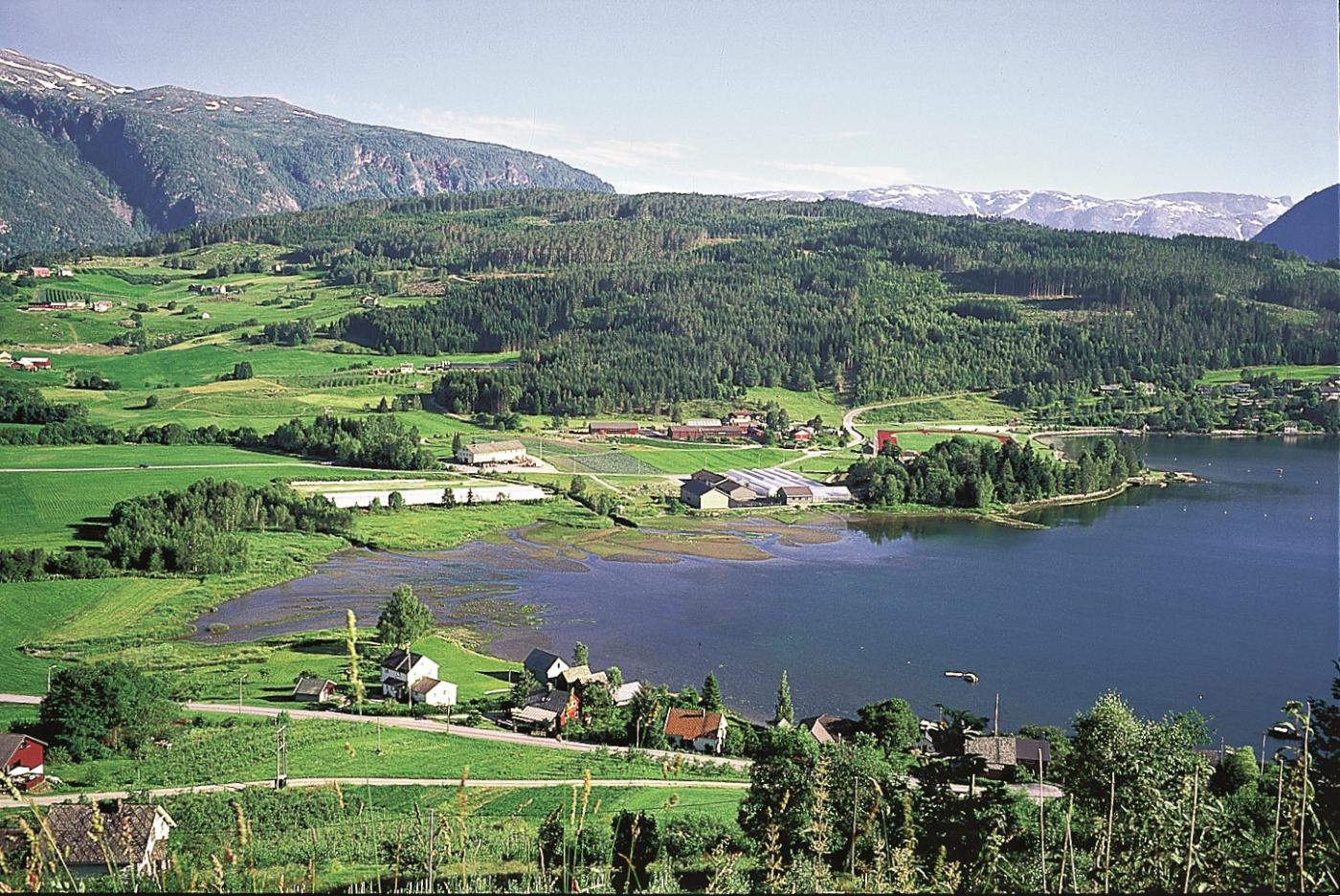 Ulvikapollen