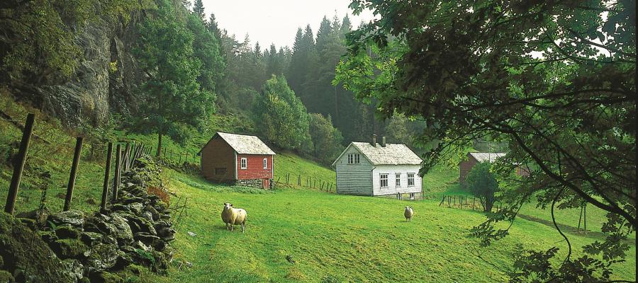 Ved Vevatn, Tysnes. De mange vestlandsgårdene representerer en lang bosettingshistorie som begynner minst fem tusen år før vår tid; folk flyttet da lenger inn i landet og ryddet nytt land. Dyrene skulle ha mat og plantene en åker å vokse i. Det fikk man ved å rydde skogen til beiting og fôrsanking og åkerbruk. (Svein Nord) 