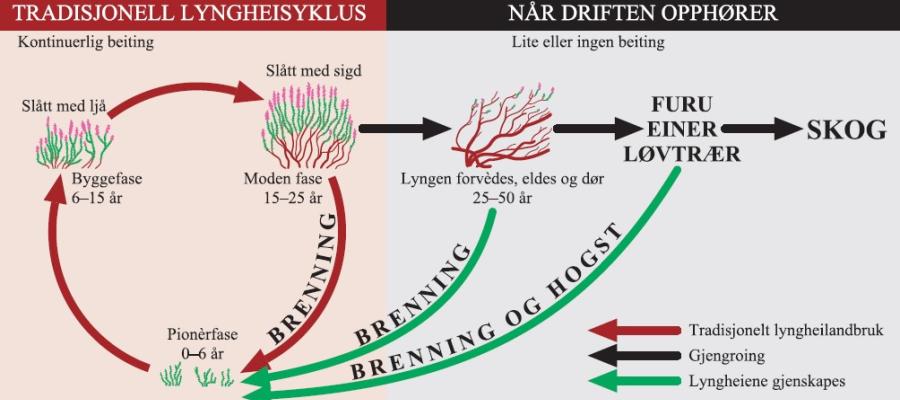 Sykluser i lyngheia