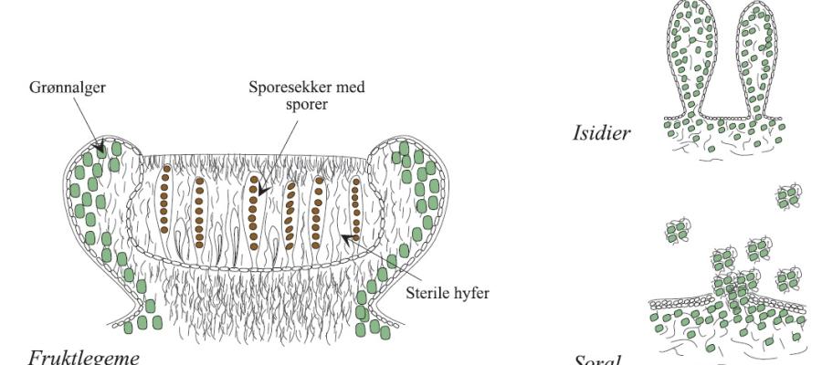 Tverrsnitt av fruktlegeme med grønnalger, sterile hyfer og sporesekker