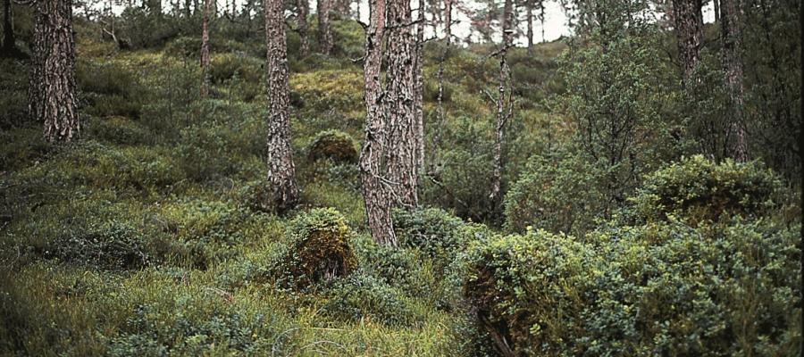 Mange år etter plukkhogsten kan man fortsatt se sporene etter den gamle skogen i form av tilgrodde stubber