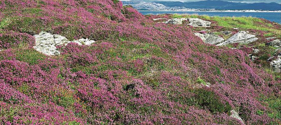 Røsslyngblomstring på Krossøyna, Austrheim