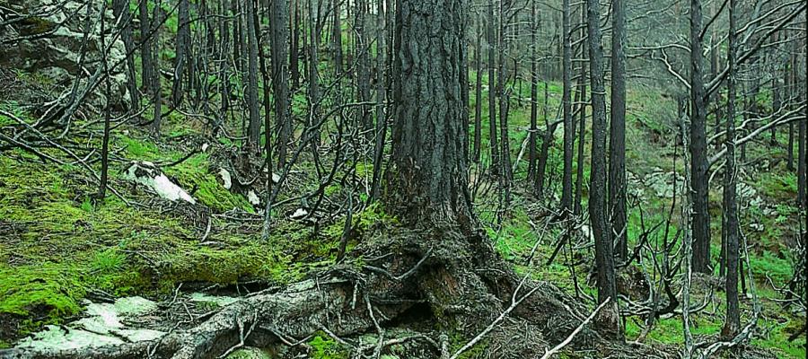 Pionervegetasjonen eitt år etter brannen er dominert av mosar.