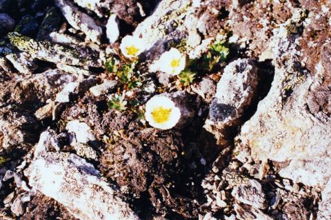 Issoleia, ranunculus glacialis, veks på Skogafjellet.