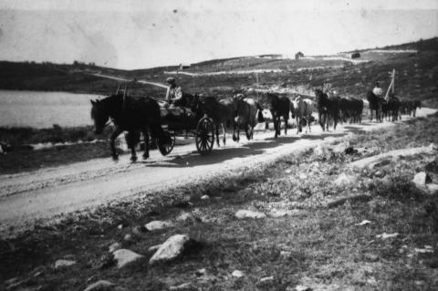 Per Stuhaug (1891-1987) dreiv med hestedrift på Dagalifjellet. Han kunne ha 10-15 hester i ei drift, og batt hestane i halen på einannan, då var det nok med ein medhjelpar.