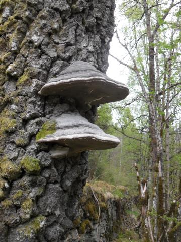 Tundre på gammal bjørk på Faleide