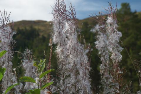 Geitrams avblomstra.