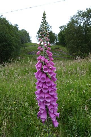 Revebjølle på Losna, Solund, 8. juli 2012, prakteksemplar.