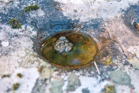 Den største skålgropa ved Kjerringamyri fotografert etter ein regnvêrsdag. Ei skålgrop er eit halvkuleforma hòl banka inn i berg eller stein. Storleiken kan variera, men oftast kring 4-5 cm øverst og frå nokre få millimeter til 1 cm djup. Denne er kring 4 cm djup. Ein sau har gjort "sitt fornødne".
