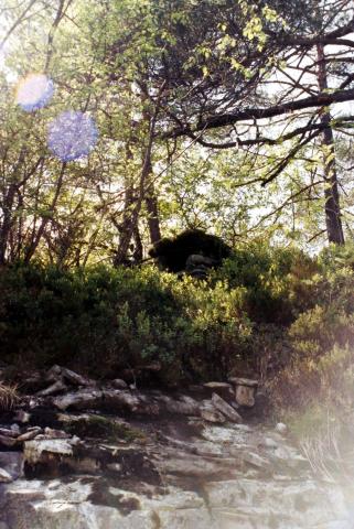 Røvomnen, midt på biletet, fell i eitt med landskapet.