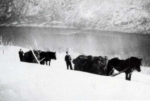 Heimkøyring av høy frå utslåttløa ein vinterdag under krigen 1940-1945. I bakgrunnen Lustrafjorden. Dei to på biletet er Ola og Lars Sie.