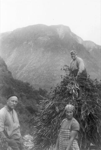 Cutting leaves and branches about 1930. Isak Hatlelid, born 1855, sits on the stack of foliage, and down on the ground are his children Per, born 1898, and Anna, born 1906. 