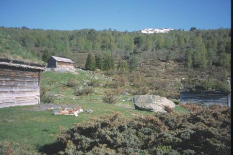 Kålestølen med skog omkring.