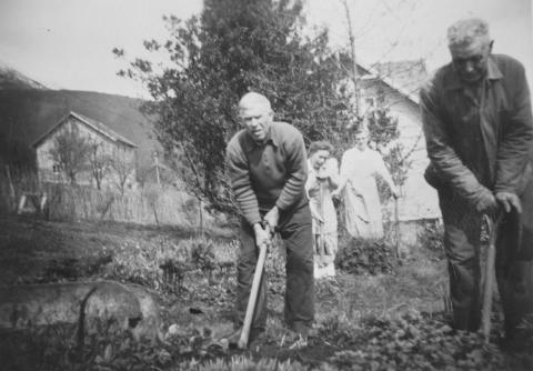 Gamleheimen hadde etter måten rikeleg med dyrka mark, og dette vart utnytta så langt som mogeleg. Gamleheimen hadde dyr, frukthage og åkrar. Her se me pensjonærar i arbeid med potetopptak. Framme t.v. Ivar Kålhaug, bak han Hildeborg Aspholen. Dei andre er ukjende.