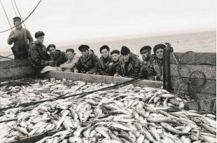 Austevollmannskap på M/S «Sollund II» med fulle sildebingar etter drivgarnfiske utanfor Island i 1959.