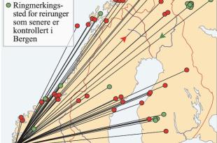 Kart som viser hvor fiskemåsene som overvintrer i Bergen, har sin opprinnelse. (Alf Tore Mjøs/ Eva Bjørseth) 