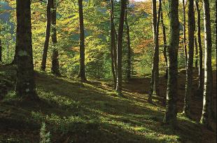 Bøkeskogen i Skånevik