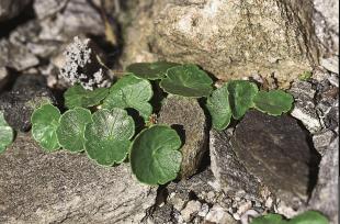 Skjoldblad