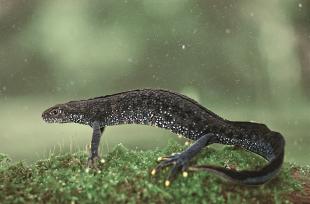 Storsalamander