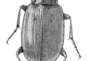 Pterostichus quadrifoveolatus