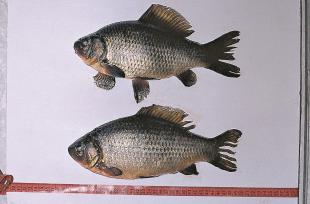 Karussar
