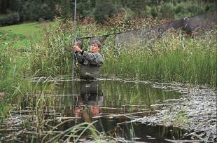 Stein Byrkjeland fangar svaler for ringmerking