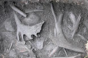 1700 år gamle bein og gevir av store reinsbukkar i avfallsdyngja utanfor Sørbu.