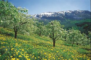Fruktbløminga i Hardanger